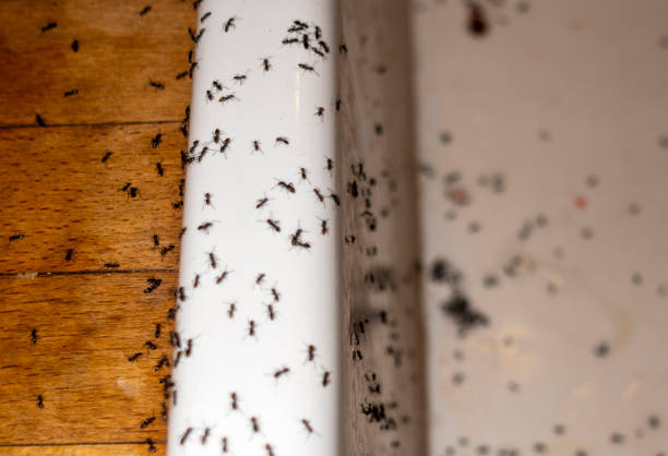 Best Pest Control Near Me  in Richmond Hill, GA